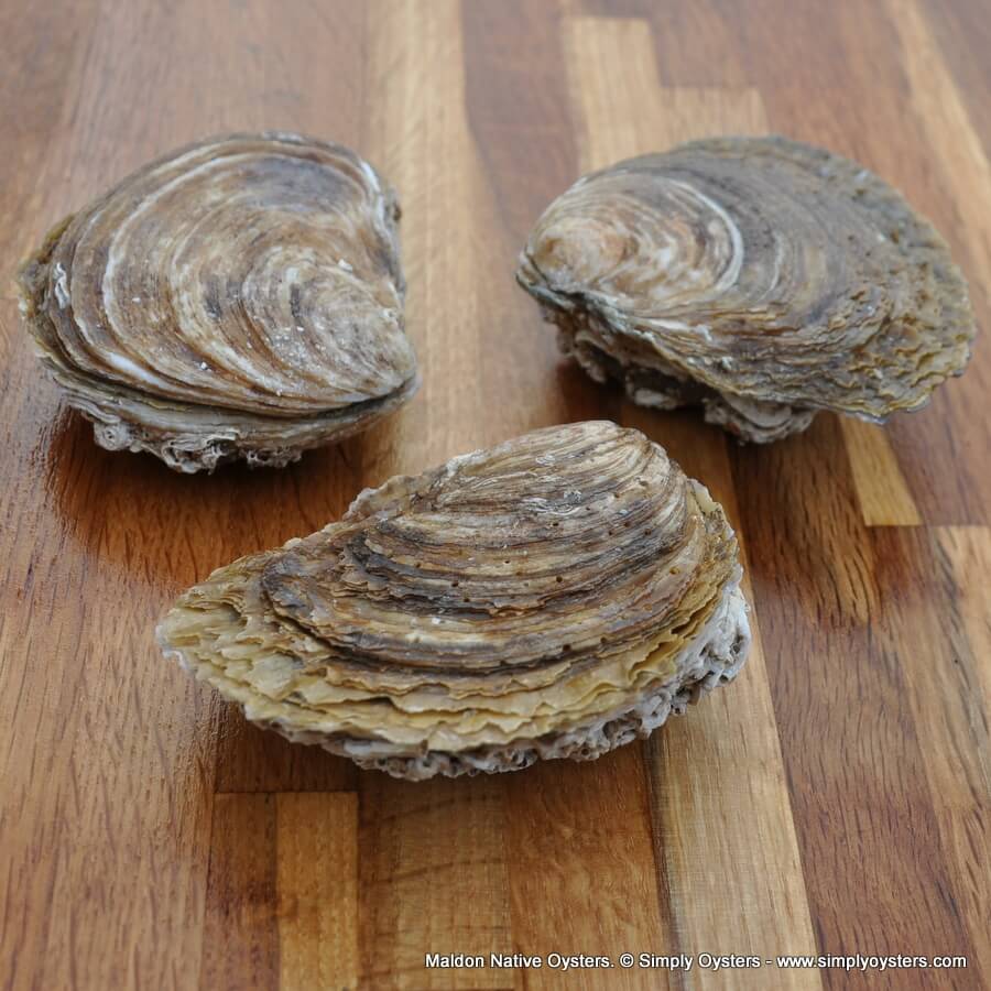 Maldon Native Oysters Buy Online UK Delivery Simply Oysters